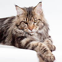 Maine Coon male - Coonung Helt Harald