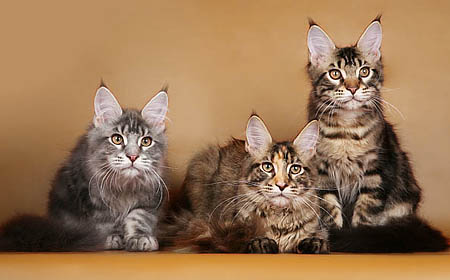 Our maine coon kittens